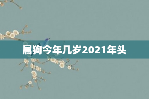 属狗今年几岁2021年头