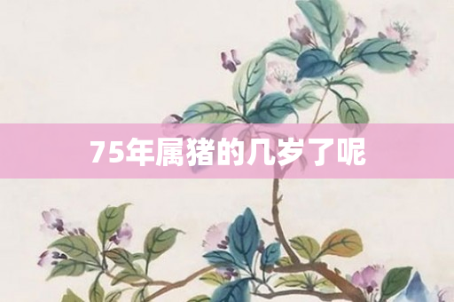 75年属猪的几岁了呢