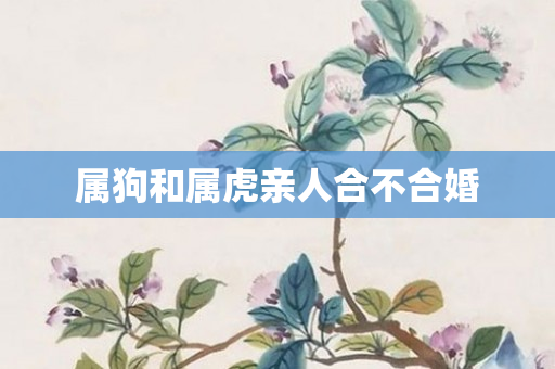 属狗和属虎亲人合不合婚