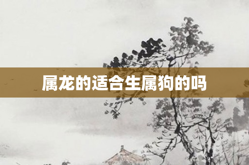 属龙的适合生属狗的吗