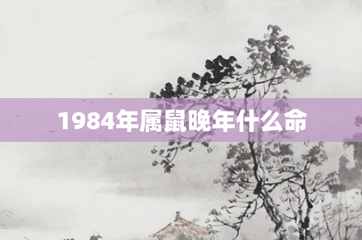 1984年属鼠晚年什么命