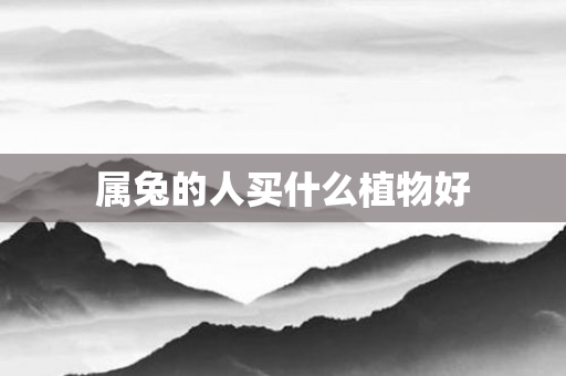 属兔的人买什么植物好