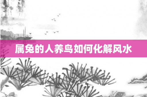 属兔的人养鸟如何化解风水