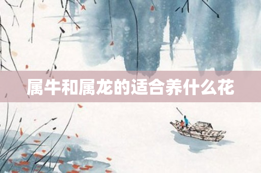 属牛和属龙的适合养什么花