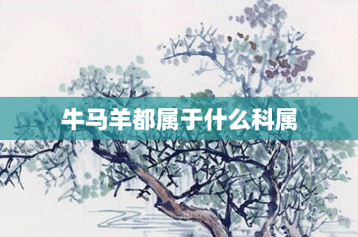 牛马羊都属于什么科属
