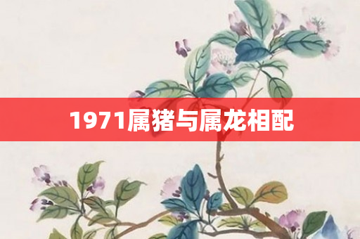 1971属猪与属龙相配