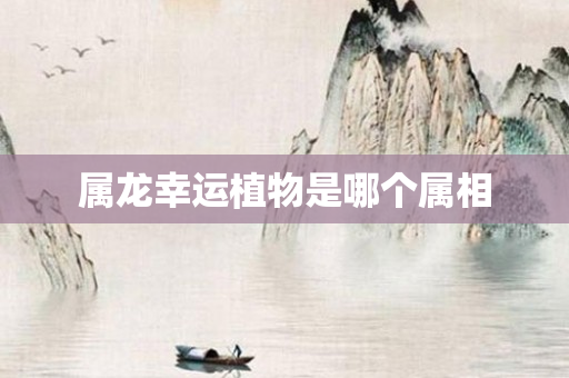 属龙幸运植物是哪个属相
