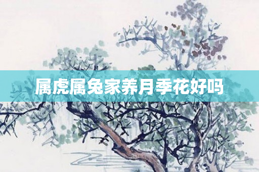 属虎属兔家养月季花好吗