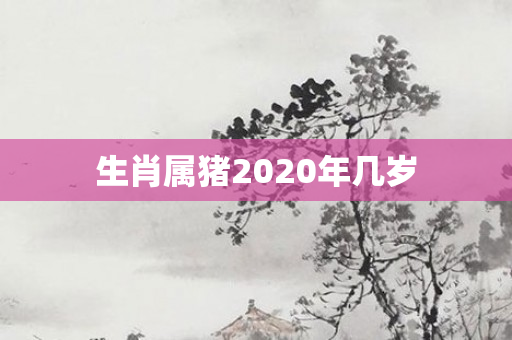 生肖属猪2020年几岁