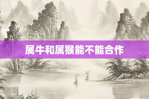 属牛和属猴能不能合作