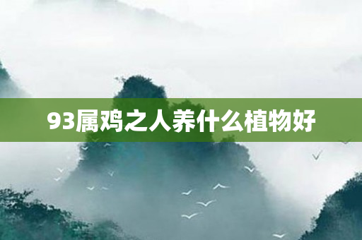 93属鸡之人养什么植物好
