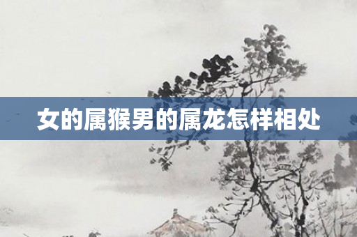 女的属猴男的属龙怎样相处