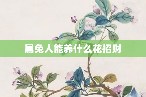 属兔人能养什么花招财