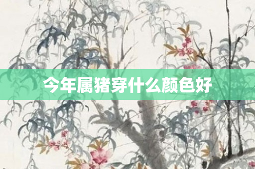 今年属猪穿什么颜色好