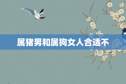 属猪男和属狗女人合适不