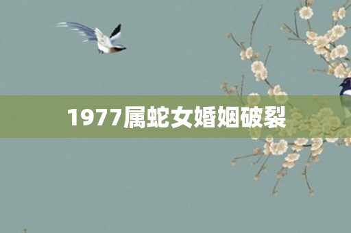 1977属蛇女婚姻破裂