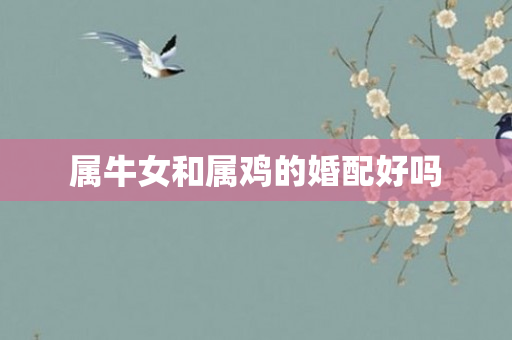 属牛女和属鸡的婚配好吗