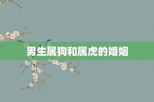 男生属狗和属虎的婚姻