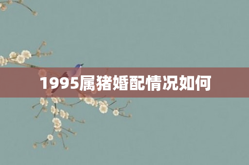 1995属猪婚配情况如何