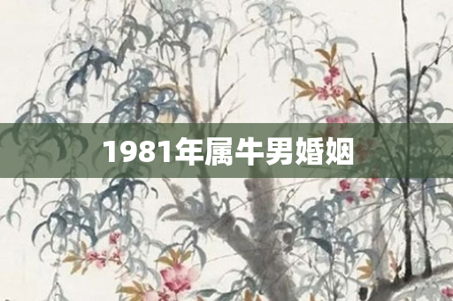 1981年属牛男婚姻