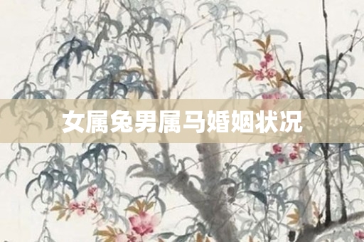 女属兔男属马婚姻状况