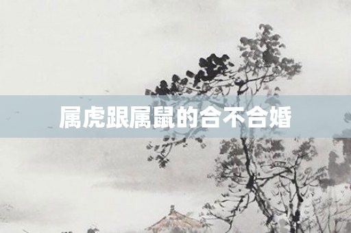 属虎跟属鼠的合不合婚