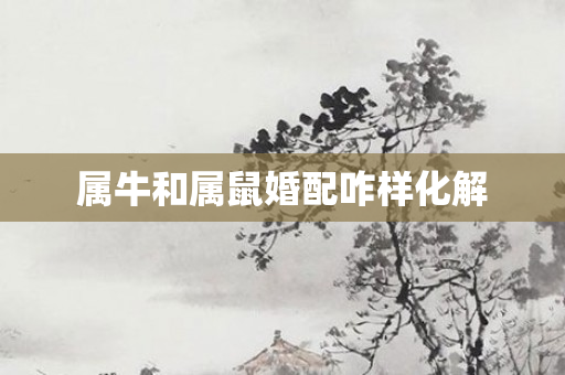 属牛和属鼠婚配咋样化解