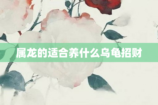 属龙的适合养什么乌龟招财