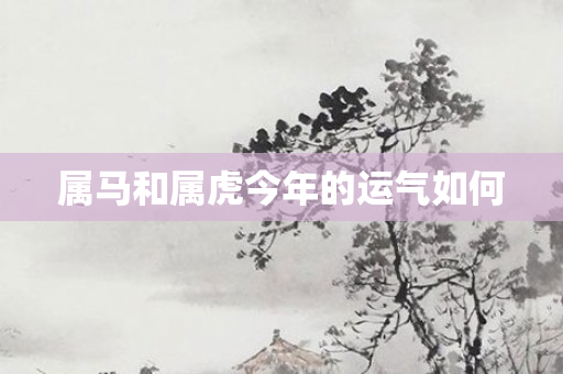属马和属虎今年的运气如何