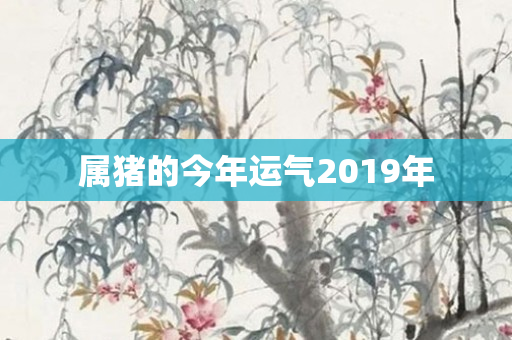 属猪的今年运气2019年