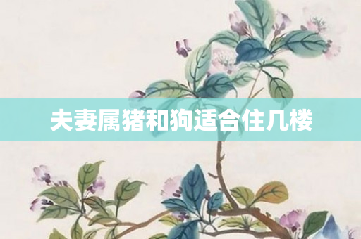 夫妻属猪和狗适合住几楼