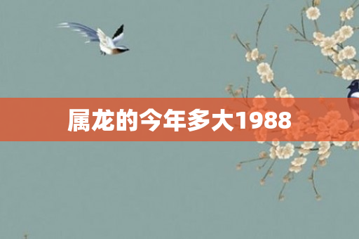 属龙的今年多大1988