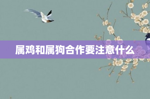 属鸡和属狗合作要注意什么