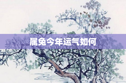 属兔今年运气如何