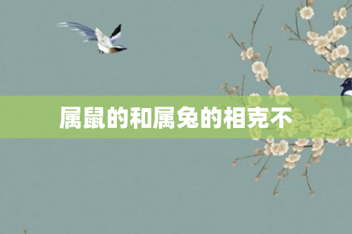 属鼠的和属兔的相克不