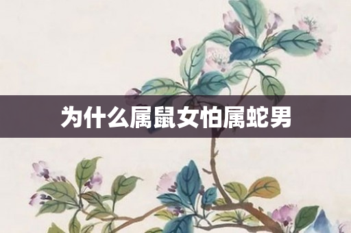 为什么属鼠女怕属蛇男