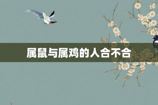 属鼠与属鸡的人合不合