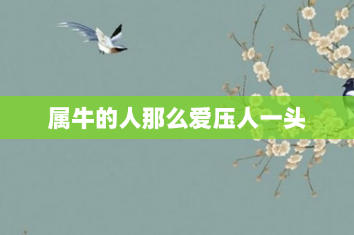 属牛的人那么爱压人一头
