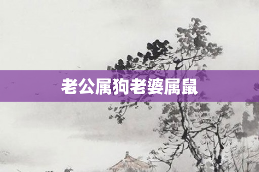 老公属狗老婆属鼠