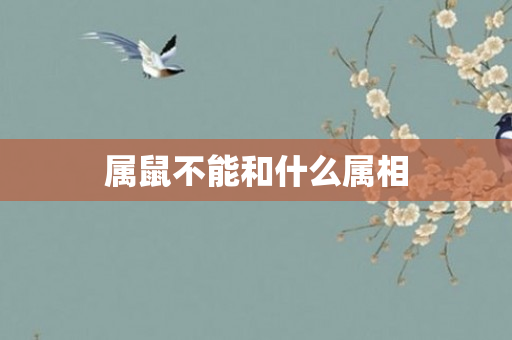 属鼠不能和什么属相