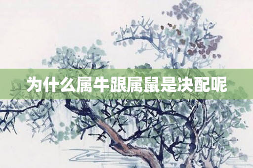 为什么属牛跟属鼠是决配呢