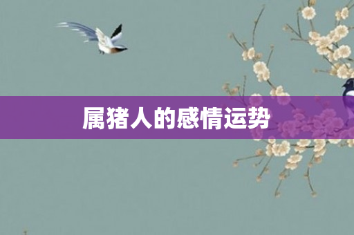 属猪人的感情运势