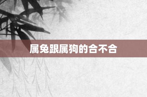 属兔跟属狗的合不合