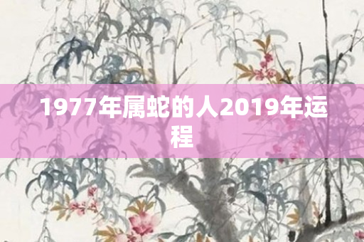 1977年属蛇的人2019年运程
