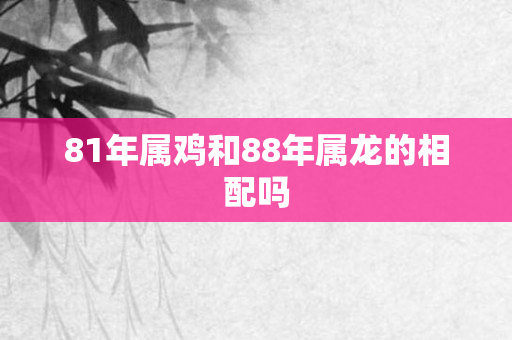 81年属鸡和88年属龙的相配吗