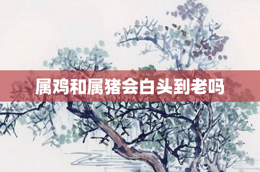 属鸡和属猪会白头到老吗