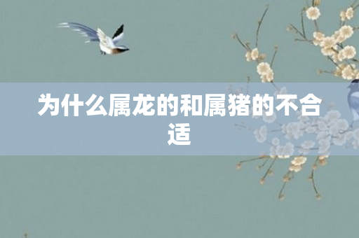 为什么属龙的和属猪的不合适