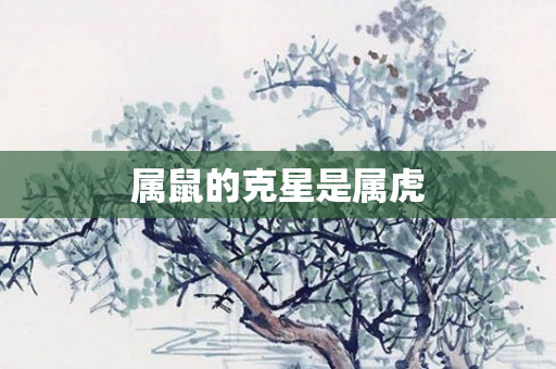 属鼠的克星是属虎