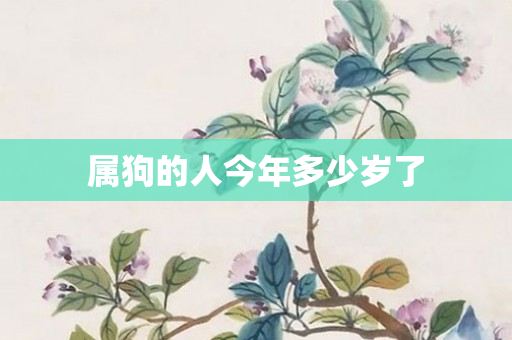 属狗的人今年多少岁了