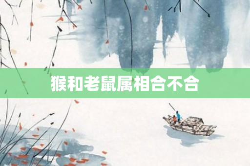 猴和老鼠属相合不合